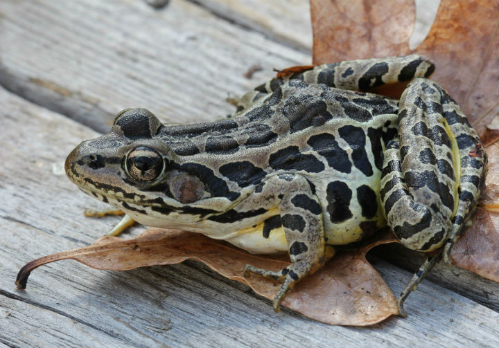 Pickerel Frog